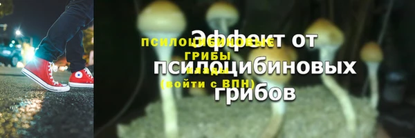 сатива Беломорск